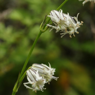 Silene gracilicaulis